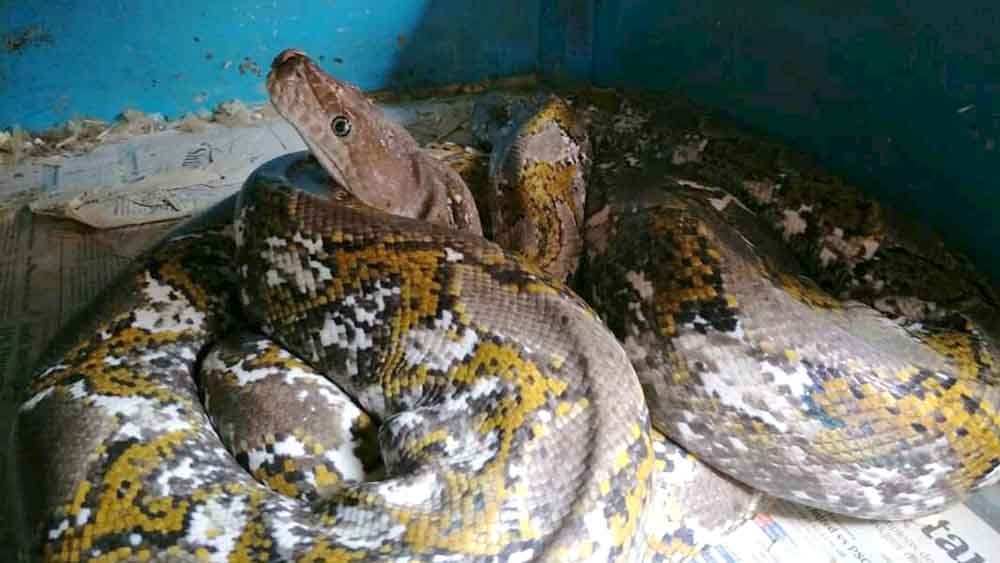 Ular. (Dok. Komunitas Reptil dan Amphibi Kota Padang)