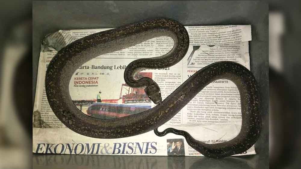 Ular berbisa dan serum antibisa ular