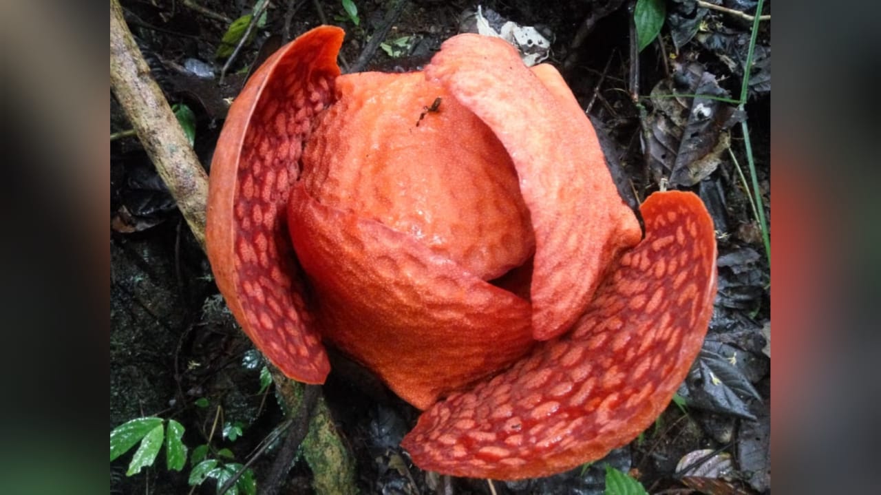 Bunga Rafflesia di tepi danau Maninjau