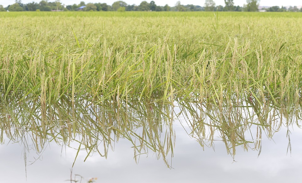 6 Kecamatan di Limapuluh Kota Dilanda Banjir, Ratusan Hektare Sawah Terdampak