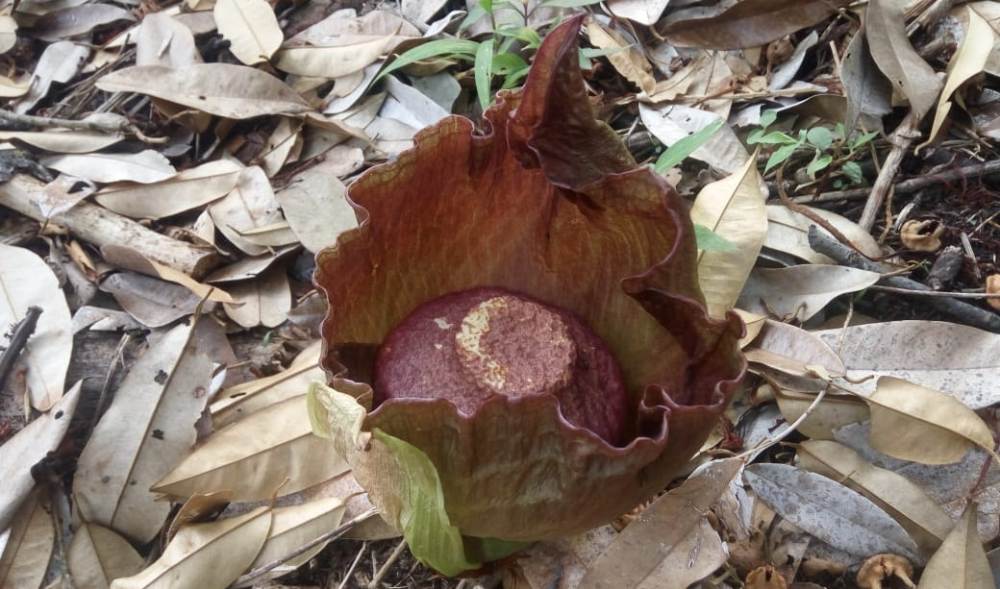 Ratusan Bunga Bangkai Langka Bertumbuhan di Kebun Durian Warga Agam