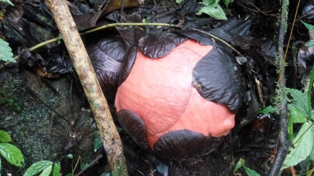 Rafflesia Mulai Bermekaran Lagi di Tepi Maninjau, 1 Bunga Diprediksi Pecahkan Rekor