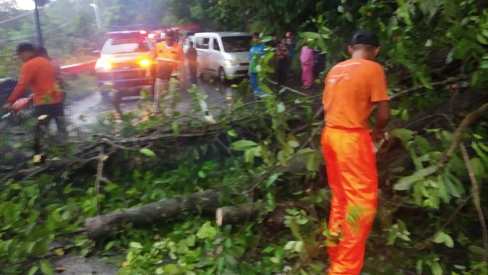 Pohon Tumbang di Jalur Padang-Painan