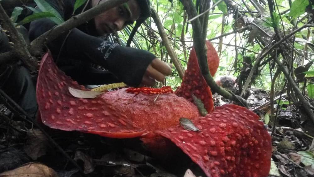 Bunga Rafflesia Bermekaran di Tepi Danau Maninjau