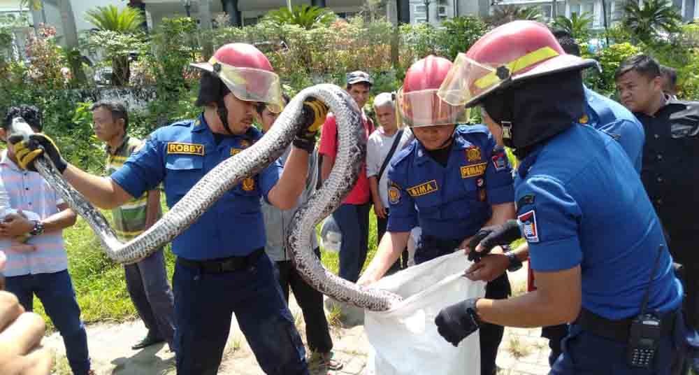 Petugas Tangkap Ular Sanca 3 Meter di Air Pacah Padang