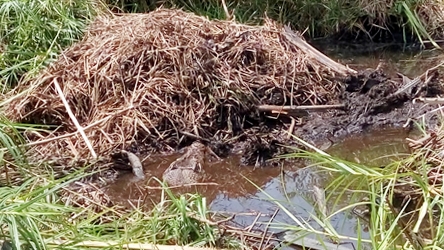 Buaya di Agam bertelur di permukiman warga