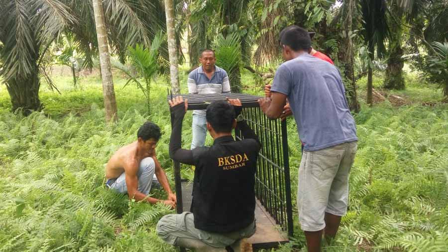 Beruang Makan Nangka Milik Warga di Lubuk Basung, BKSDA Pasang Perangkap
