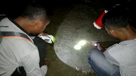 kemunculan buaya di Pasaman Barat