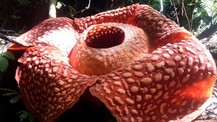 RAFFLESIA TUAN MUDAE