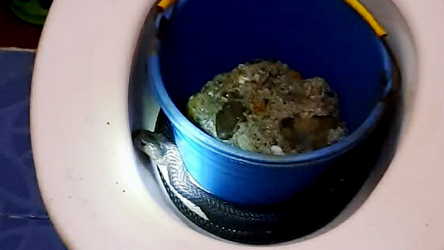 ULAR KOBRA di Padang