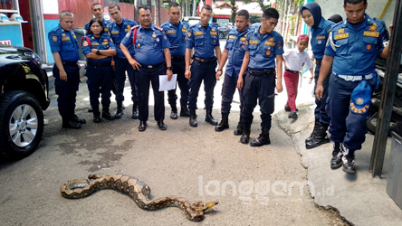 ULAR PITON di padang