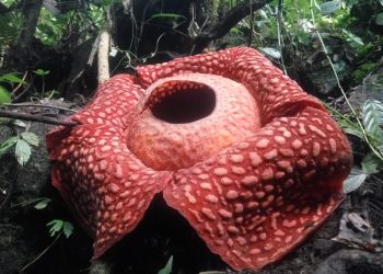 Bunga Rafflesia jenis Tuan Mudae yang tumbuh di Kawasan Cagar Alam Maninjau