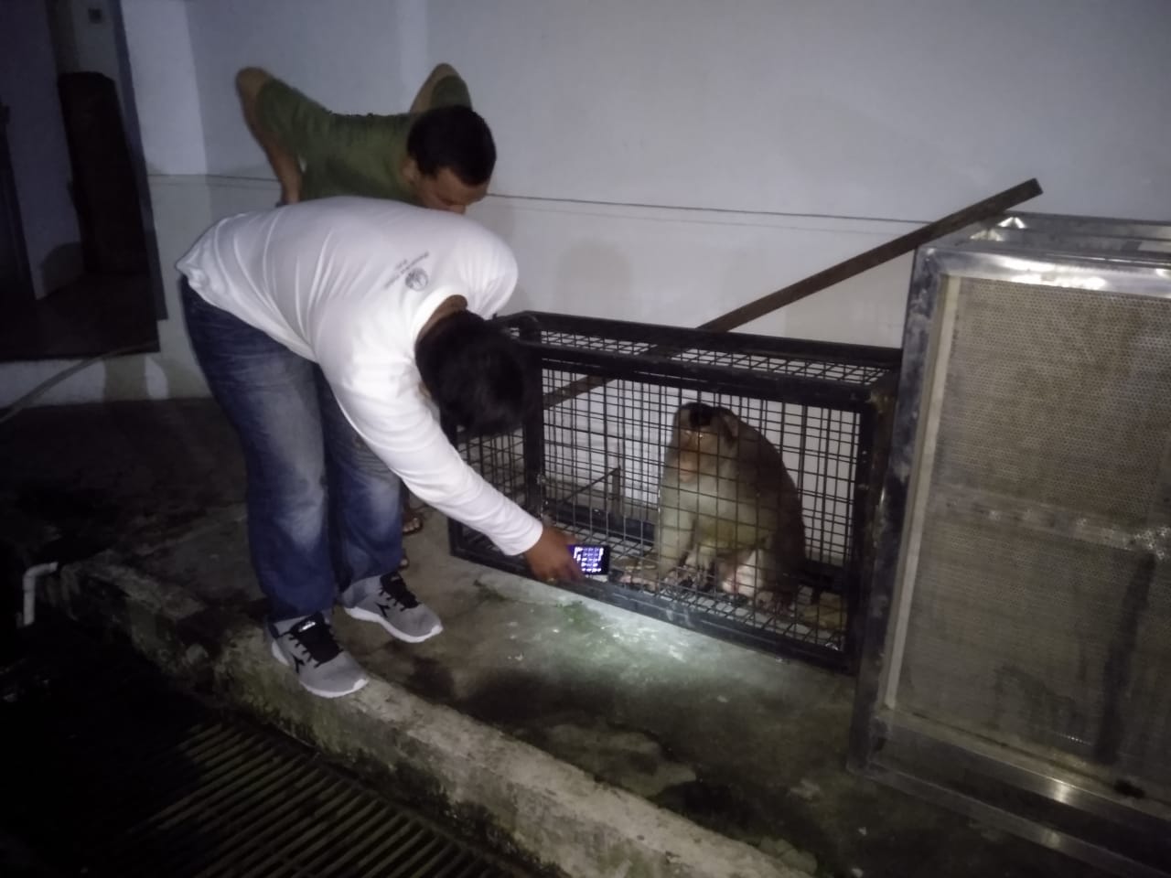Beruk di Sitinjau Lauik masuk perangkap