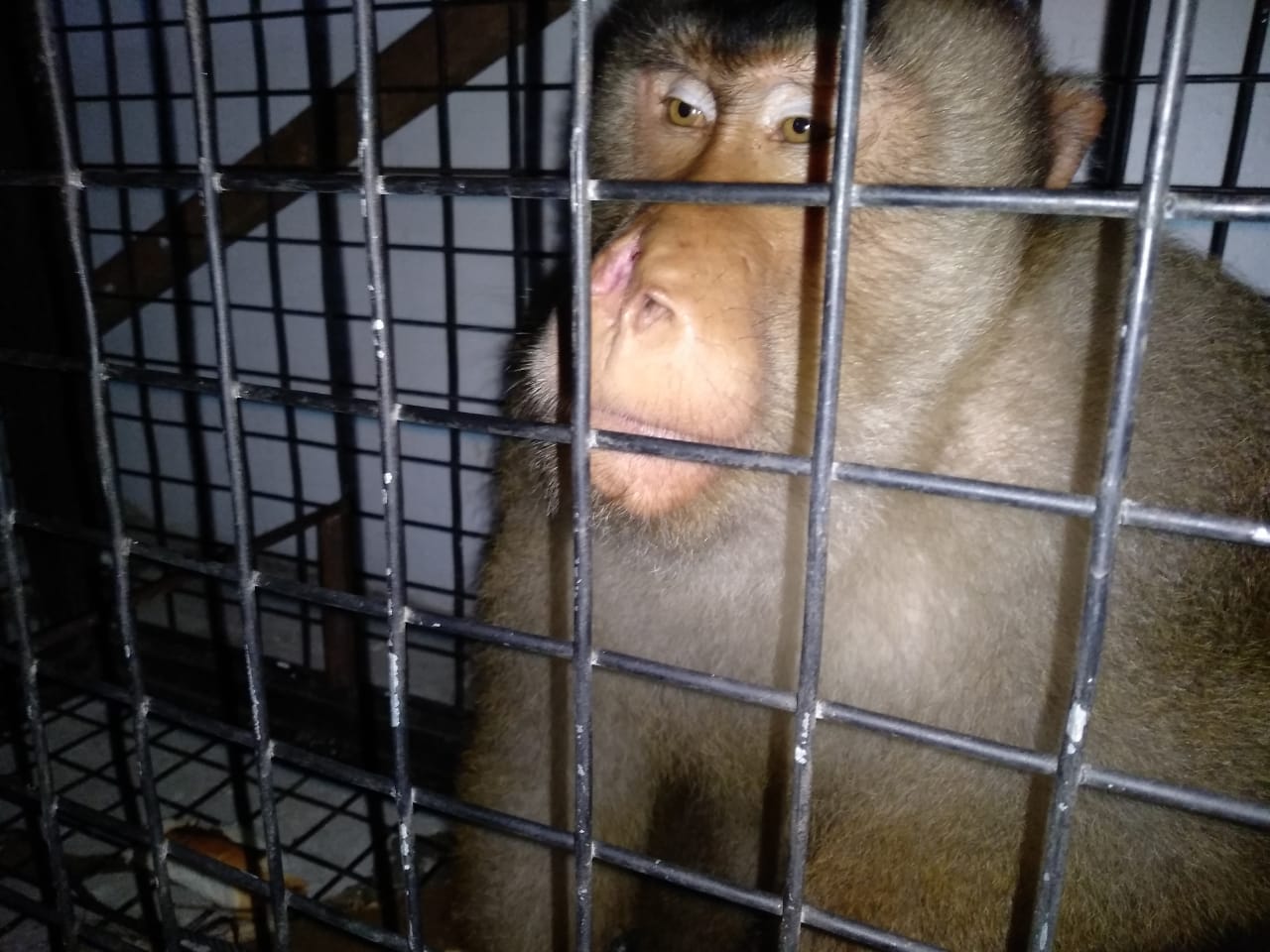 Beruk (Baruak Gadang) masuk perangkap di Sitinjau Lauik