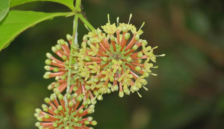 Produksi gambir di Sumbar