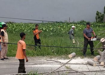 Petugas BPBD Padang melakukan pembersihan pohon tumbang di kawasan Jati