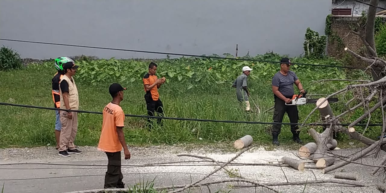 Petugas BPBD Padang melakukan pembersihan pohon tumbang di kawasan Jati