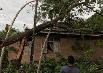 Pohon tumbang timpa rumah warga Padang