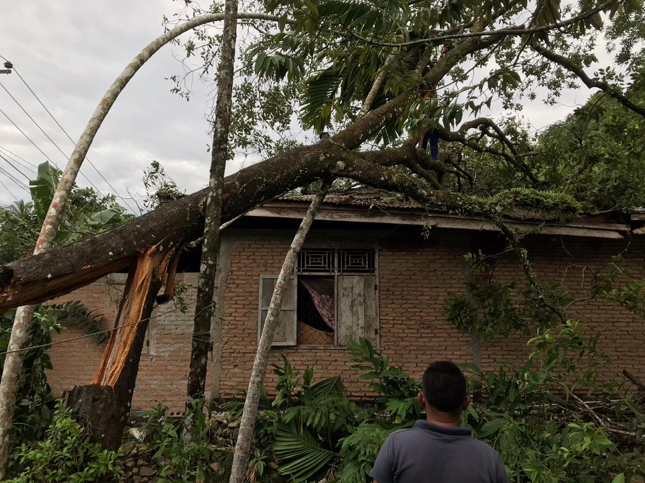 Pohon tumbang timpa rumah warga Padang