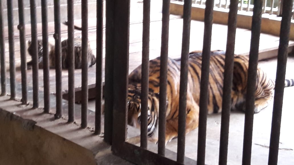 Harimau Sumatera Lahir di Bukittinggi