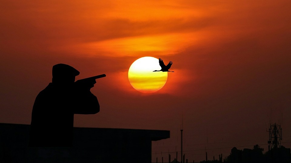 Seorang Warga Agam Diproses Polisi karena Tangkap Burung Dilindungi