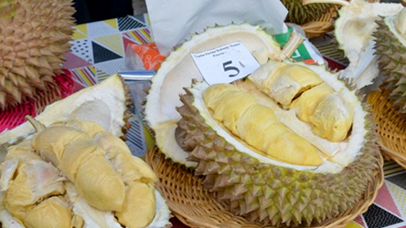 DURIAN KUBANG SAWAHLUNTO