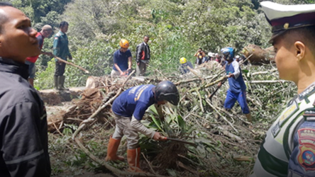 POHON TUMBANG DI SILAIANG