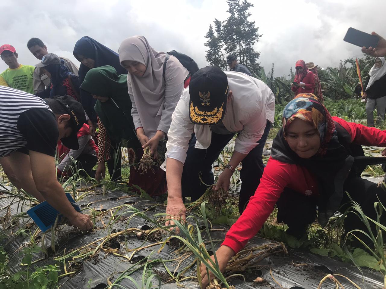 Wagub Sumbar, Nasrul Abit, saat panen raya bawang putih di Tanah Datar