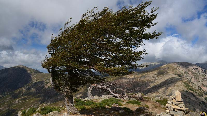 ladang meninggal, angin 60