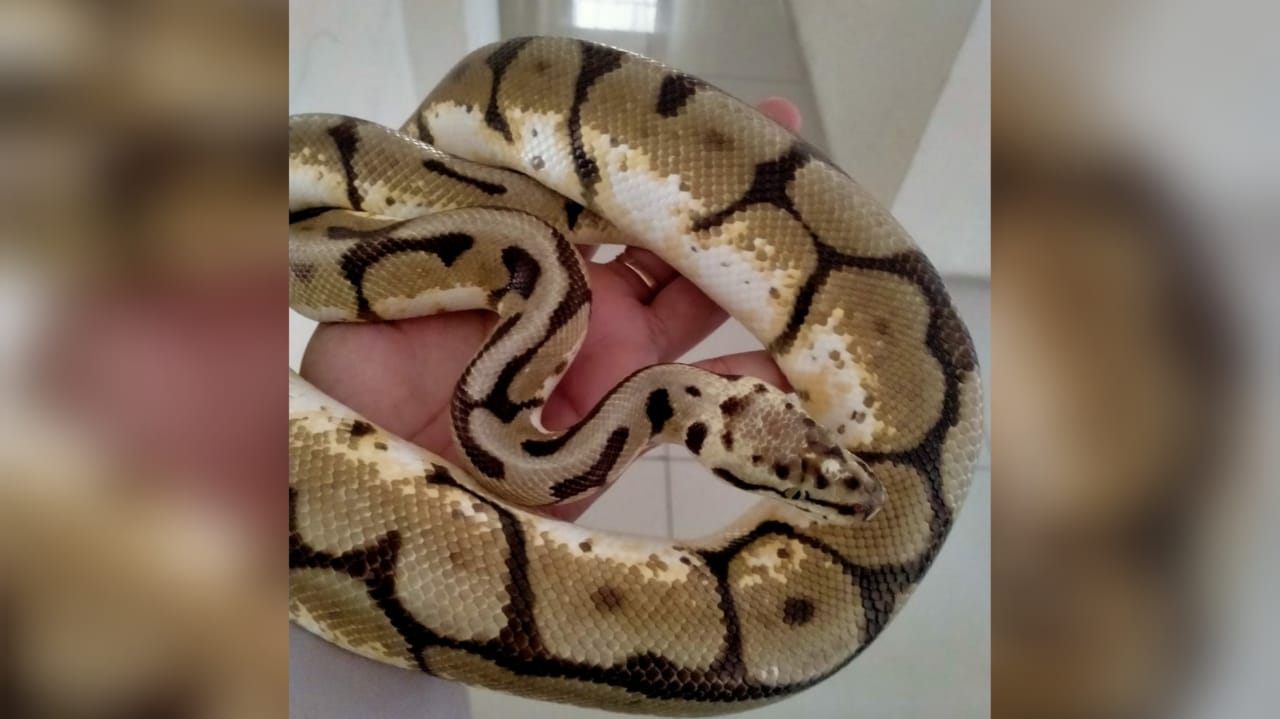 Warga Padang Kirimkan Seekor Ular Sanca ke Surabaya