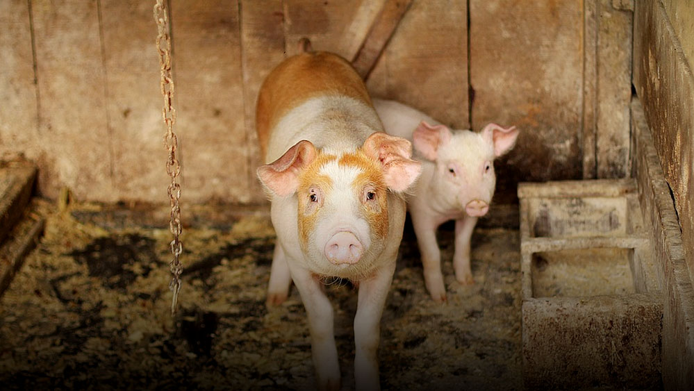 Virus Demam Babi Afrika