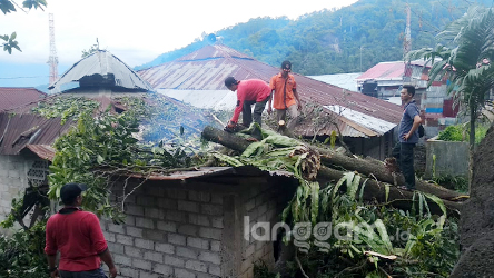 Pohon Tumbang di Padang