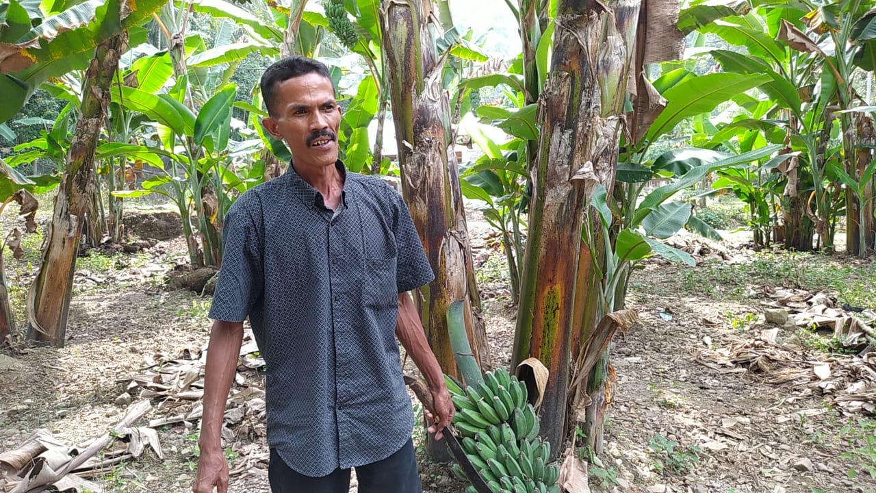 Petani pengembang pisang kepok tanjung