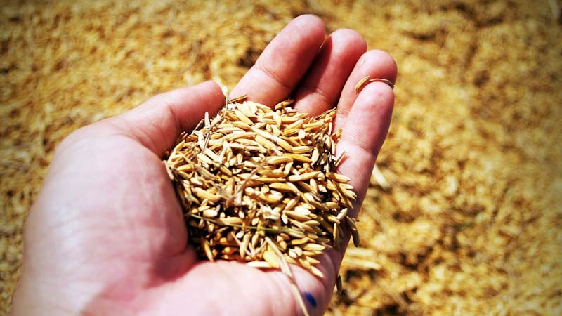 Padi merupakan komoditas unggulan dan strategis di Provinsi Sumatra Barat. Makanan pokok ini termasuk komoditas yang sudah dibudidayakan