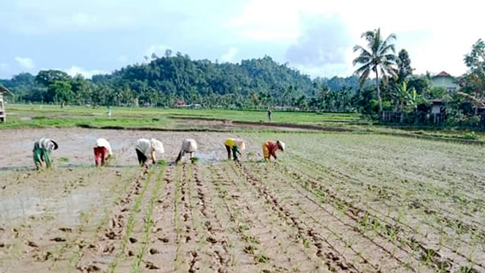 Pemkab Pessel Minta Para Petani Tetap Produktif Selama Pandemi