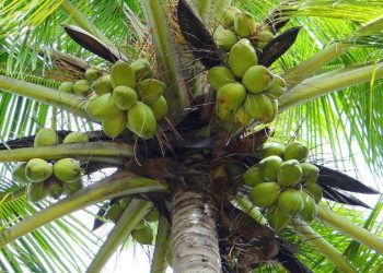Ilustrasi: pojon kelapa (Foto: Bishnu Sarangi/pixabay.com)