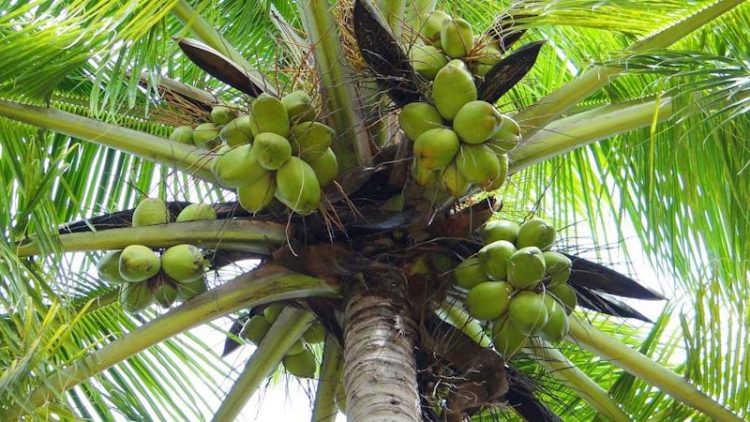 Ilustrasi: pojon kelapa (Foto: Bishnu Sarangi/pixabay.com)