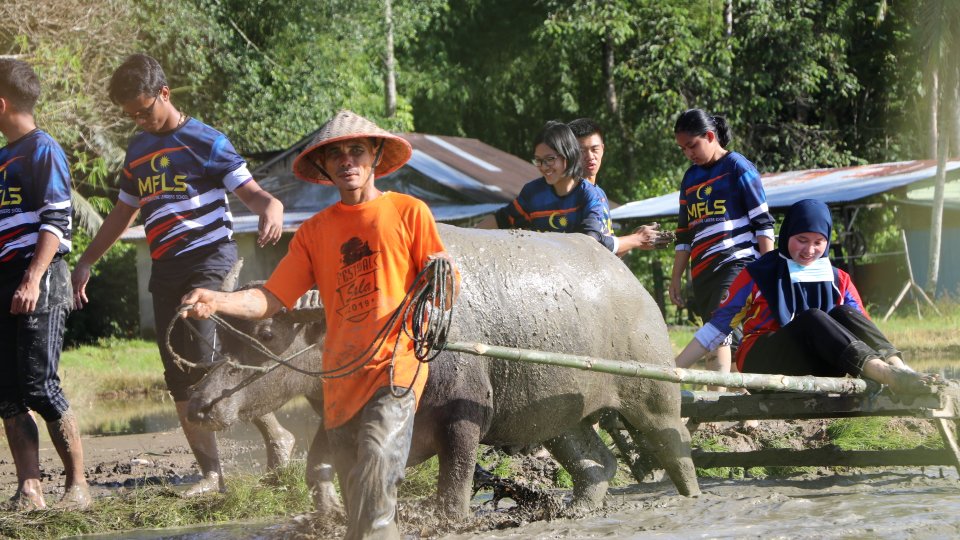 Kisah Petani Kota Pariaman yang Membajak Sawah dengan Kerbau