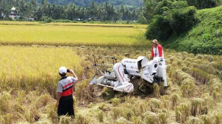 Penggunaan alat combine harvester dalam panen di Tanah Datar. (Foto: Humas Pemkab Tanah Datar)