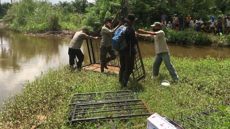 Buaya Muncul di Lokasi Warga Kena Terkam, BKSDA Agam Pasang Perangkap