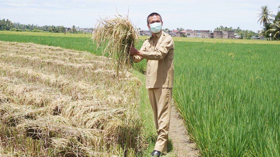 Stok Beras Pariaman