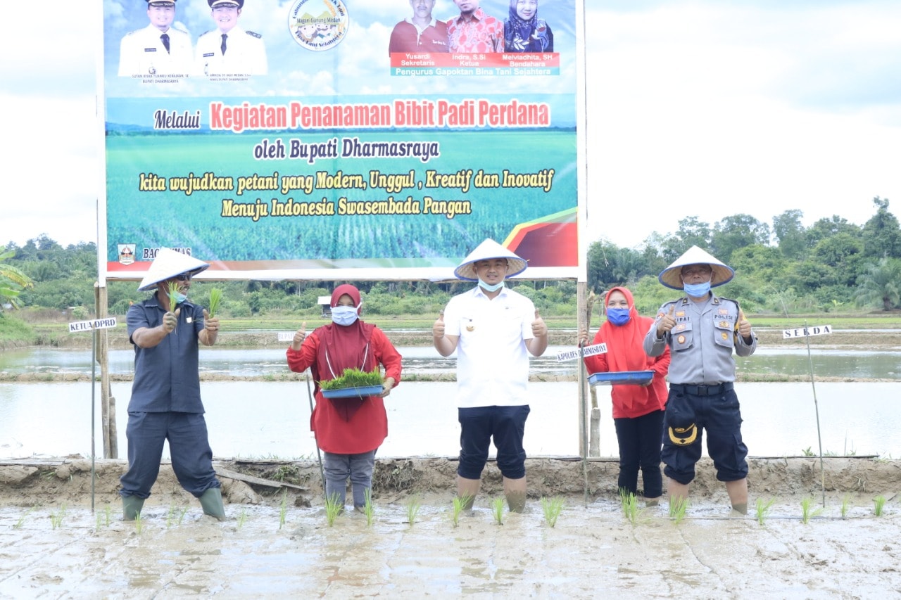 Petani Dharmasraya Diminta Percepat Musim Tanam Padi