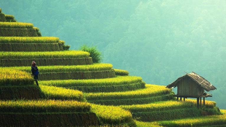 Petani Padi Tanah Datar