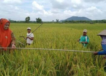 Produksi padi M70D atau dikenal dengan padi "Moeldoko" di Dharmaraya. (Humas Pemkab Dharmasraya)