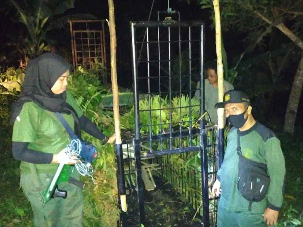 2 Ekor Harimau Masih Berkeliaran di Solok, BKSDA: Perangkap Masih Dipasang