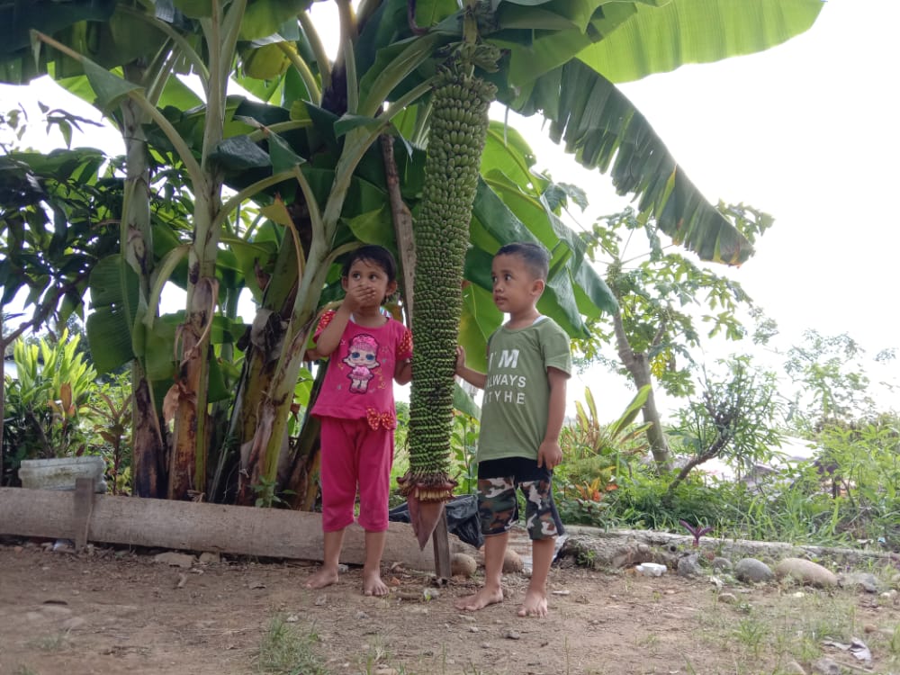 Pisang berbuah banyak dalam satu tandan tumbuh di Kota Padang. (Foto: Irwanda)