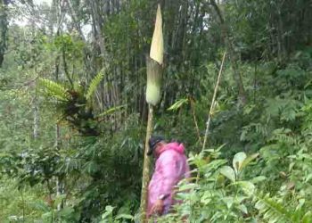 Bunga bangkai langka Amorphophallus Gigas Bakal Mekar ditemukan di kebuk warga di Jorong Sonsang Agam. (Foto KW/Langgam.id)