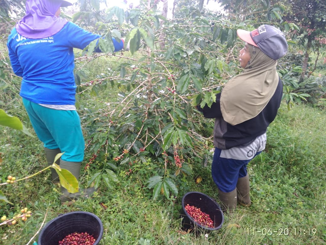 Harga Ceri Kopi Arabika Membaik, Petani Solok Selatan Mulai ke Ladang