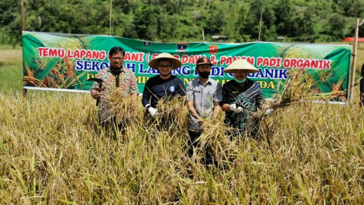 Klaster padi organik yang dikembangkan BI Sumbar di Kabupaten Agam. (Foto: humas BI Sumbar)