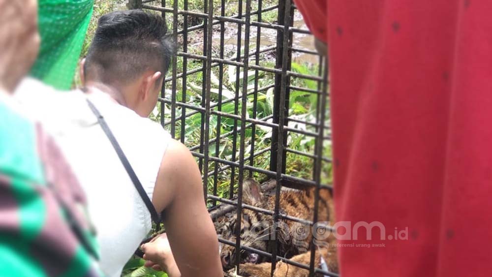 Pria berbaju putih itu diduga hendak mengambil kumis harimau sumatra yang masuk perangkap di Padang Pariaman. (Foto: Irwanda)